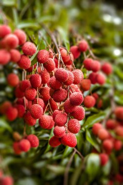 Lychees ağaç üzerinde