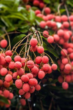 Lychees ağaç üzerinde