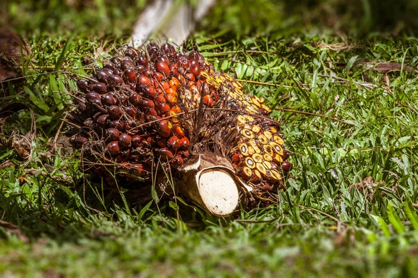 Oil palm fruit — Stock Photo, Image