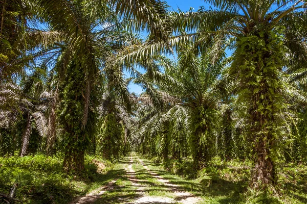 Plantación de palma aceitera —  Fotos de Stock