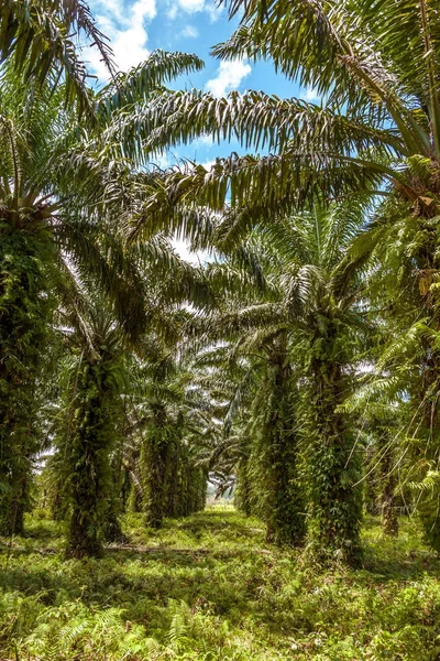 Plantação de palma de óleo — Fotografia de Stock