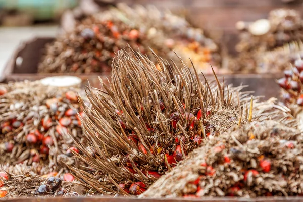 Oil palm fruit — Stock Photo, Image