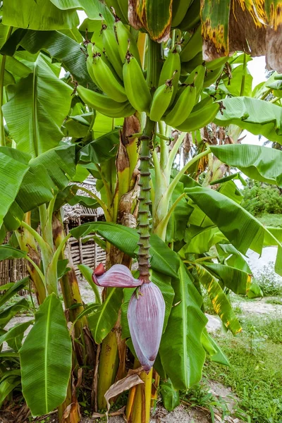 Pohon pisang dan bunga — Stok Foto