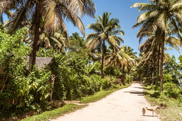 Chemin des palmiers tropicaux — Photo