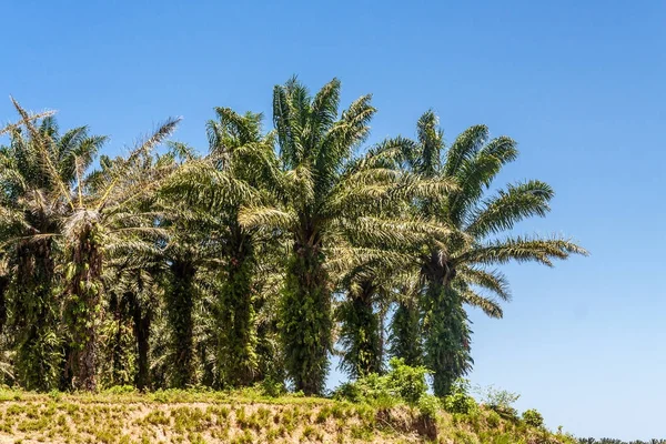 Oil palm plantation — Stock Photo, Image