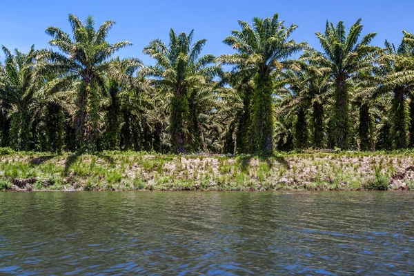 Plantação de palma de óleo — Fotografia de Stock