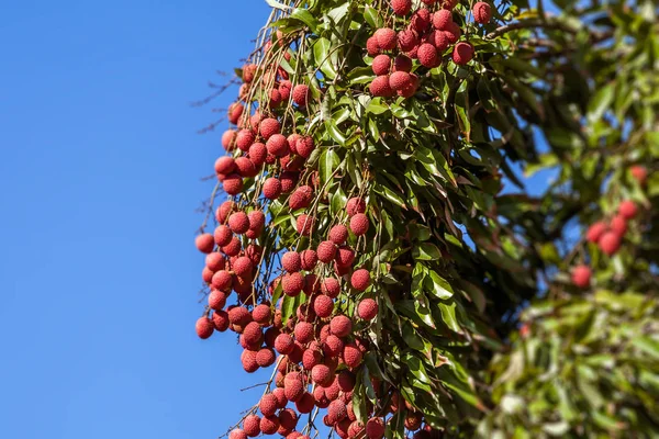Lychees ağaç üzerinde