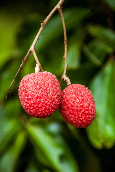 Lychees on tree — Stock Photo, Image