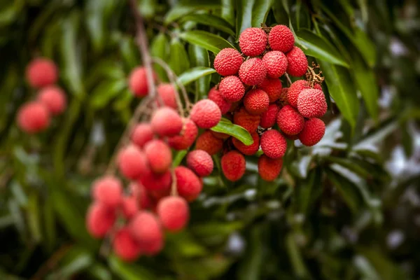 Lychees di pohon — Stok Foto