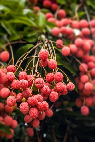 Lychees ağaç üzerinde