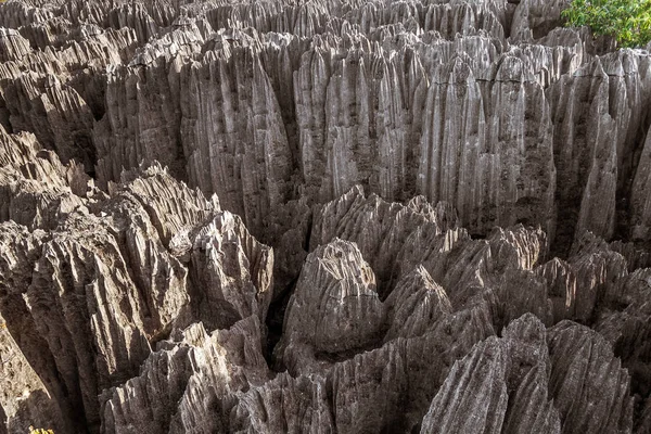 Tsingy de Bemaraha, Madagascar — Foto Stock