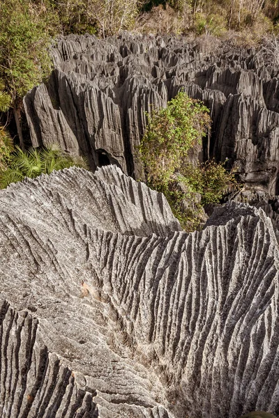 Small Tsingy de Bemaraha, Madagascar — стокове фото