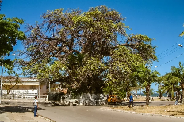 Duże baobab — Zdjęcie stockowe