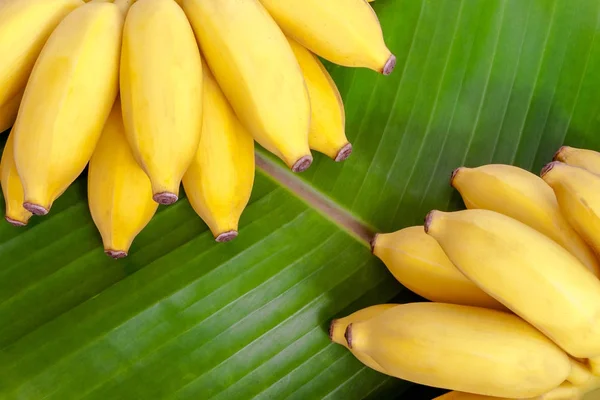 Bunch of bananas — Stock Photo, Image