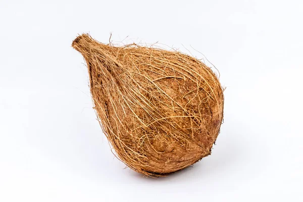 One whole coconut — Stock Photo, Image