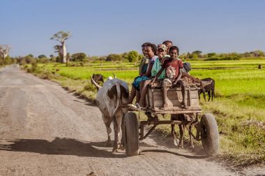 Zebu arabası Madagaskarlı insanlar