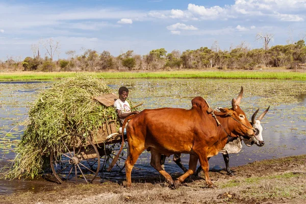 En bonde som jobber med zebu-vogna si. – stockfoto