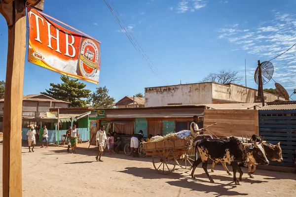 Zebu-winkelwagen — Stockfoto