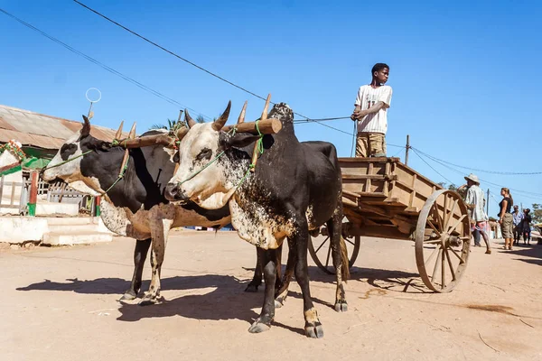 Gerobak Zebu — Stok Foto