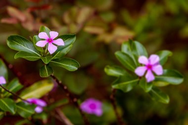 Madagaskar salyangozu