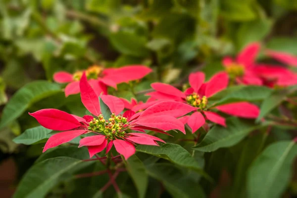 Red poinsettia flowers — Stock Photo, Image