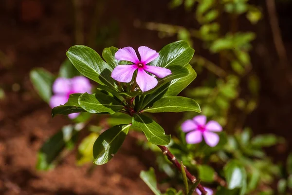 Madagascar periwinkle — Stock Photo, Image