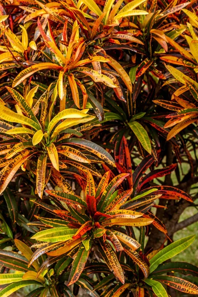 Croton plant — Stock Photo, Image