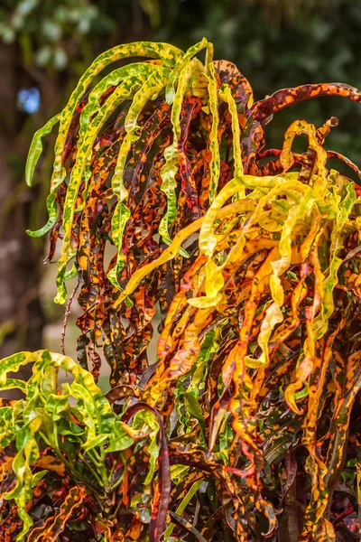 Croton växt — Stockfoto