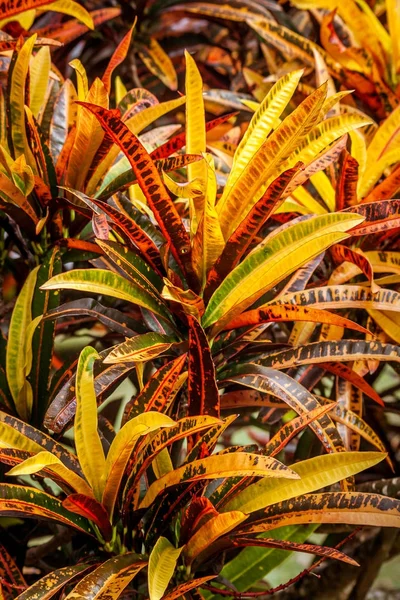 Croton växt — Stockfoto
