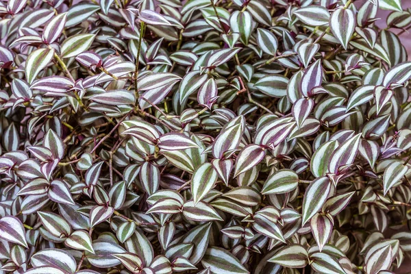 Tradescantia zebrina — 스톡 사진