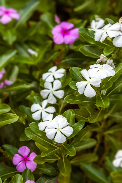 Malgache periwinkle Imágenes de stock libres de derechos