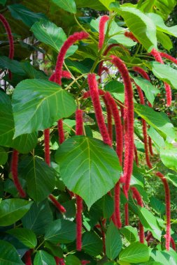Acalypha hispida
