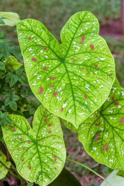 Caladium bicolor