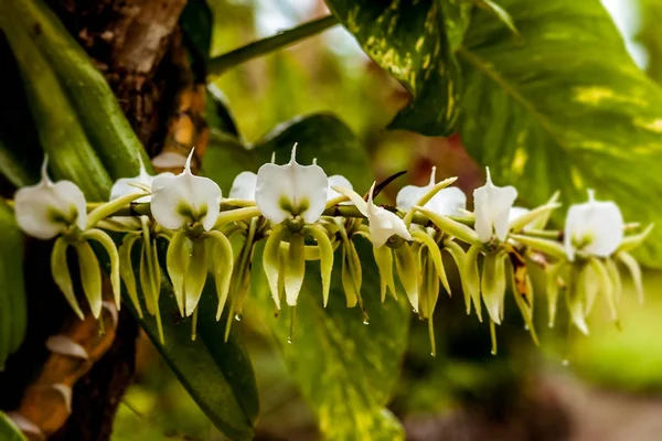 Biała orchidea z Madagaskaru — Zdjęcie stockowe