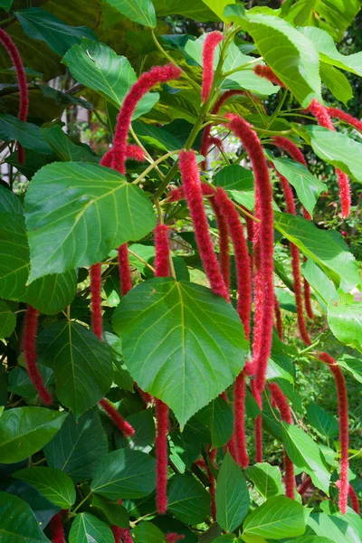 Acalypha hispida
