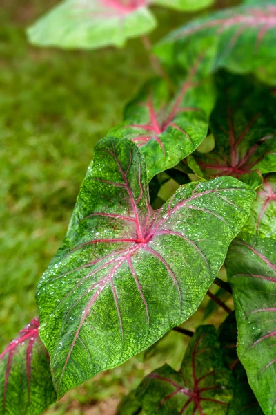 Caladium bicolor — Stockfoto