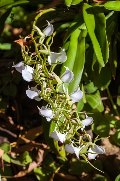 Biała orchidea z Madagaskaru — Zdjęcie stockowe