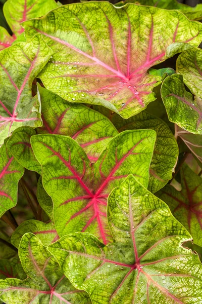 Caladium bicolor — Stockfoto