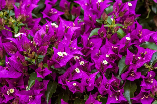 Lila bougainvillea — Stock Fotó