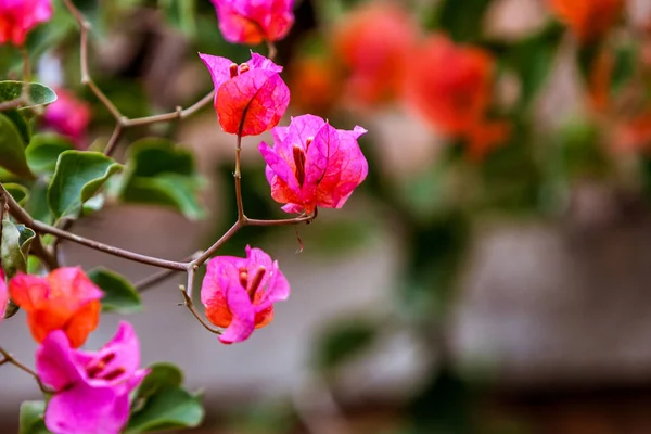 Rózsaszín bougainvillea — Stock Fotó