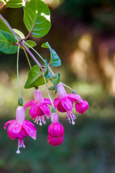 Fuchsienblüten — Stockfoto