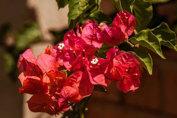 Red Bougainvillea — Stock Photo, Image