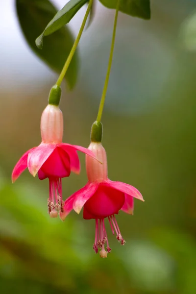 ดอกไม้ฟุชเชีย — ภาพถ่ายสต็อก