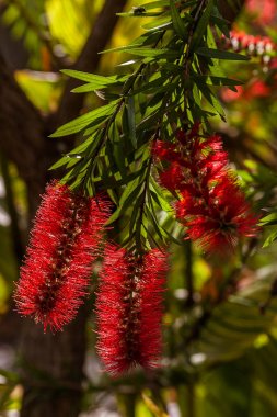 Callistemon, kırmızı tropikal çiçek