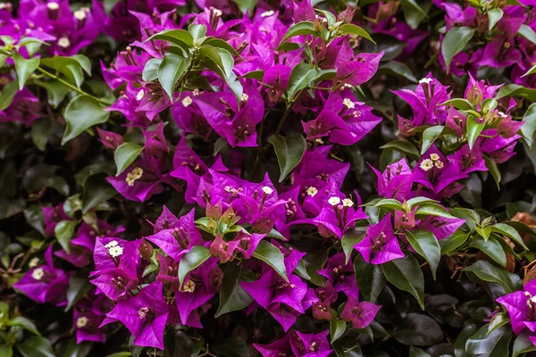 Purple Bougainvillea — Stock Photo, Image