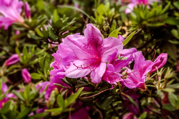 Pink azalea — Stock Photo, Image