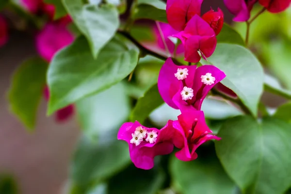 Pink Bougainvillea — Stock Photo, Image