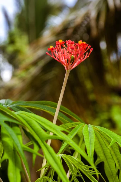 코럴 트리 (Jatropha multifida) — 스톡 사진