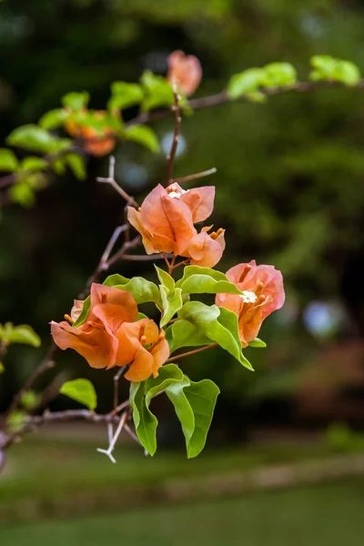 Bougainvillea laranja — Fotografia de Stock