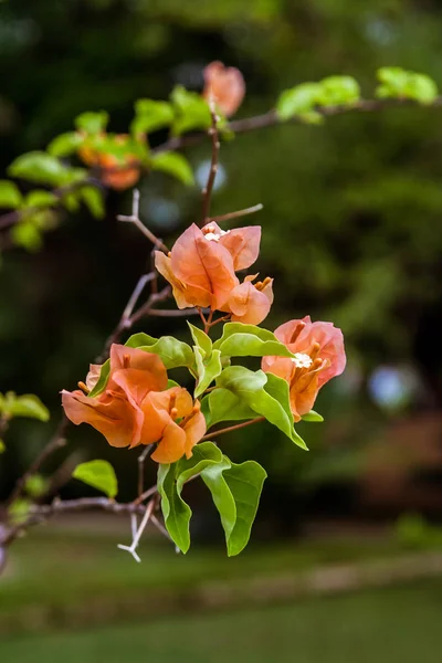 Orange Bougainvillea — Stock Photo, Image